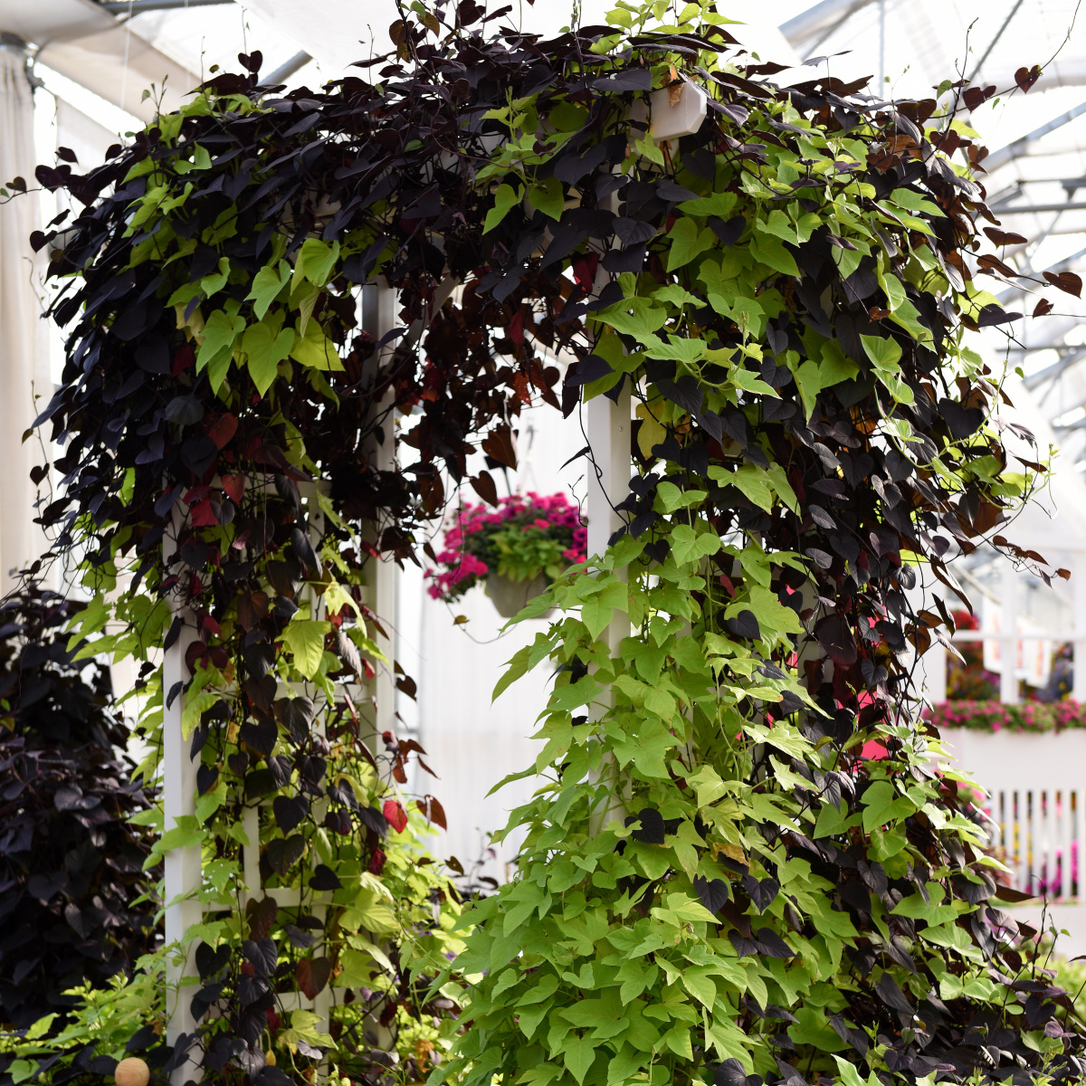 batata-solartower-black-105cm-kruka-2