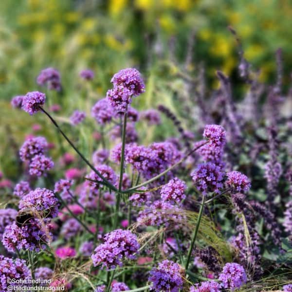 jtteverbena-grace-3
