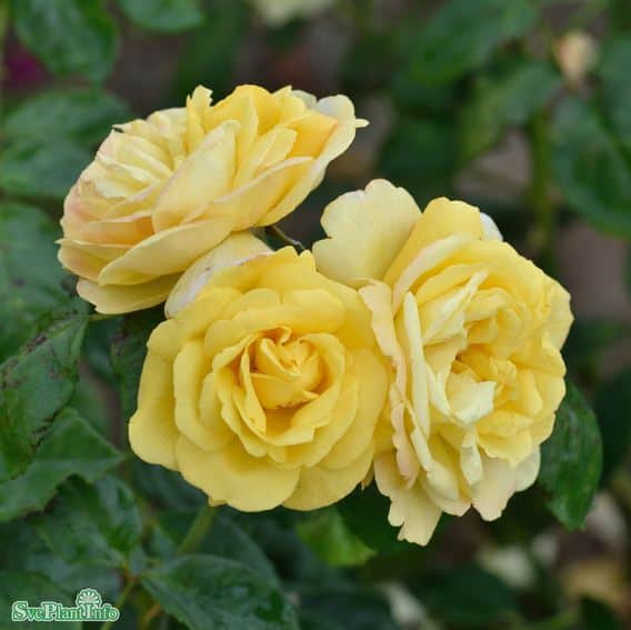 floribundaros-chinatown-5-pack-barrot-1