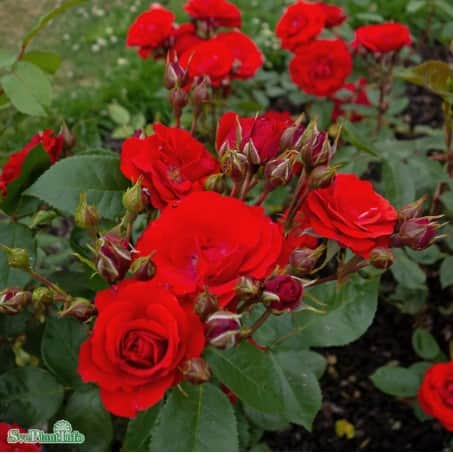 floribundaros-allotria-10-pack-barrot-1