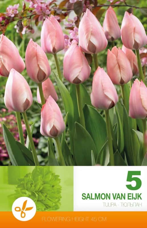 darwinhybridtulpan-salmon-van-eijk-5st-1