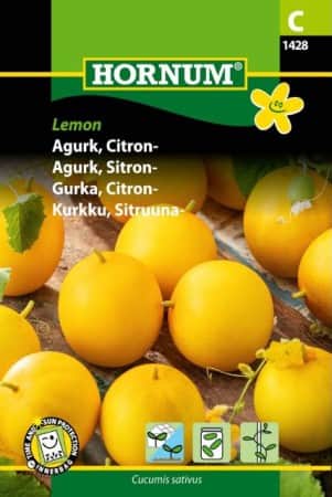 citrongurka-lemon-1