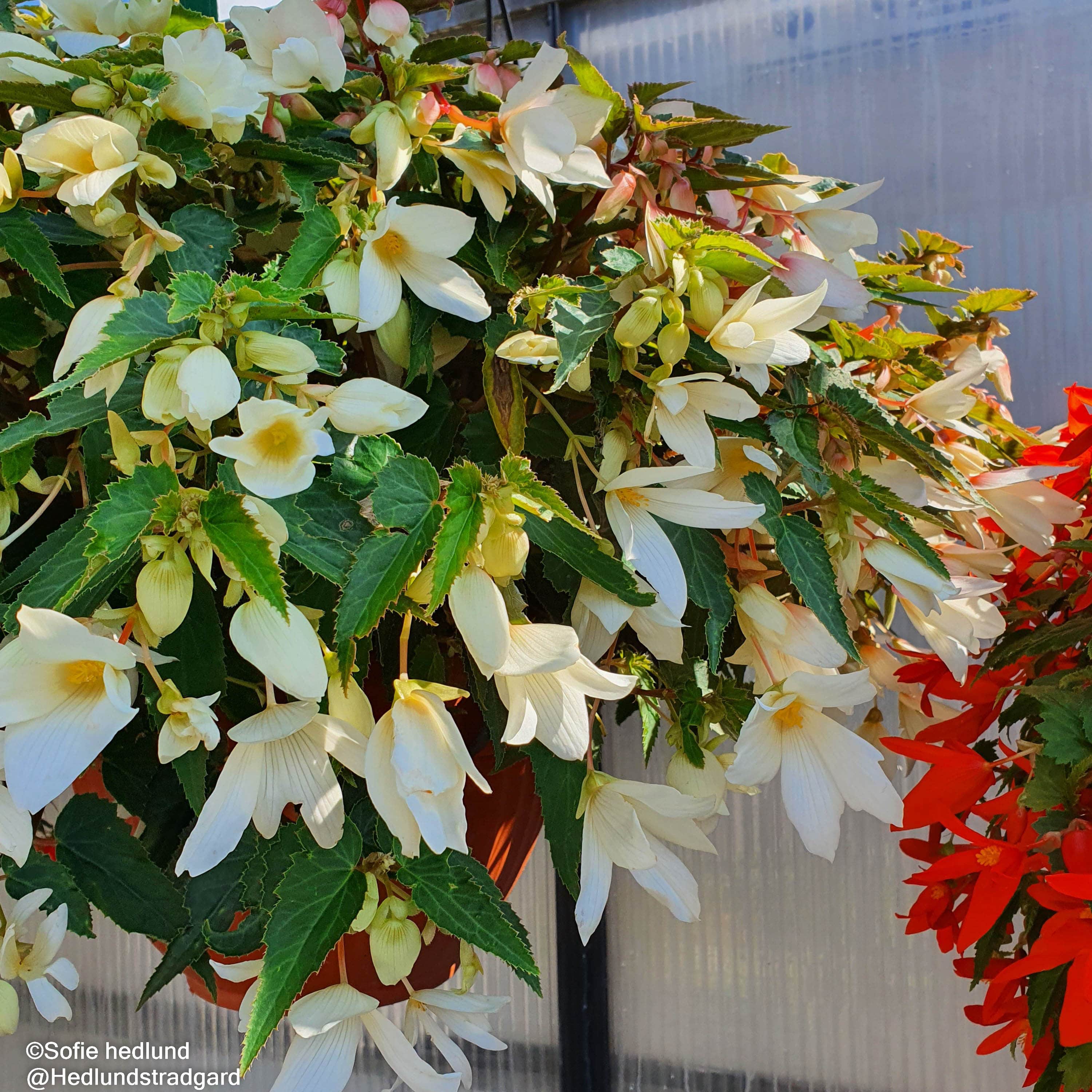 boliviabegonia-groovy-white-105-cm-kruka-1