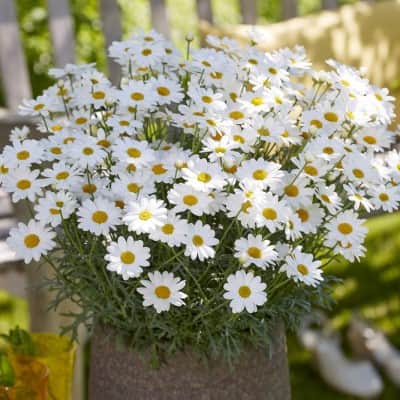 margerit-simba-white---3-plantor-1