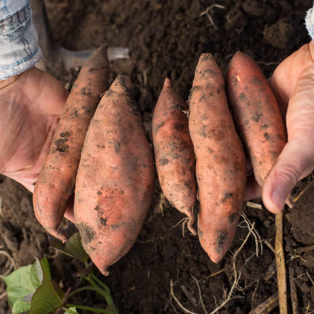 stpotatis-rosa-3-pluggplantor-1