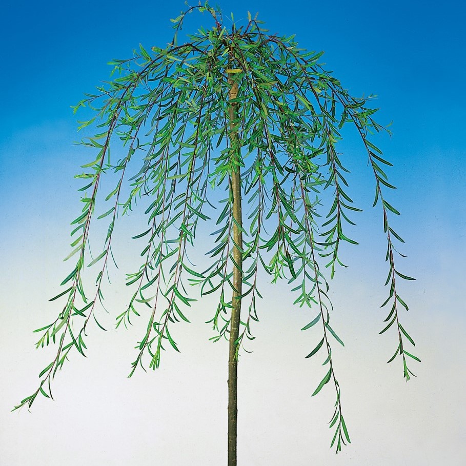 Hängpil ’Pendula’ Sh 100-120 co