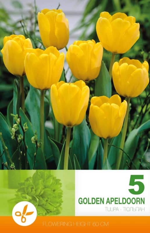 darwinhybridtulpan-golden-apeldoorn-5st-1