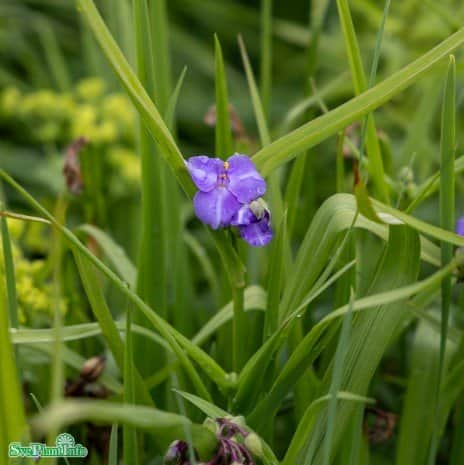 tremastarblomma-zwanenburg-blue-1st-barrotad-1