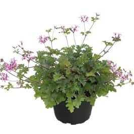 pelargon-pinki-pinks-12cm-kruka-1