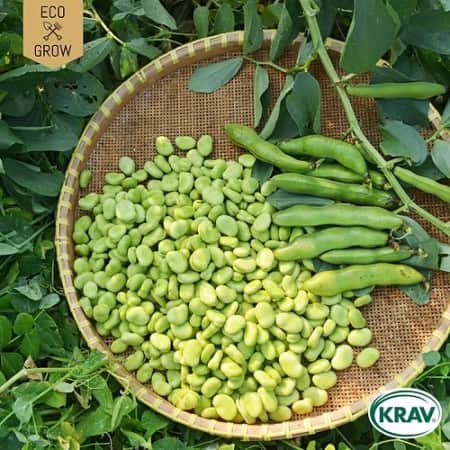 bondbna-superaguadulce-krav-mrkt-1