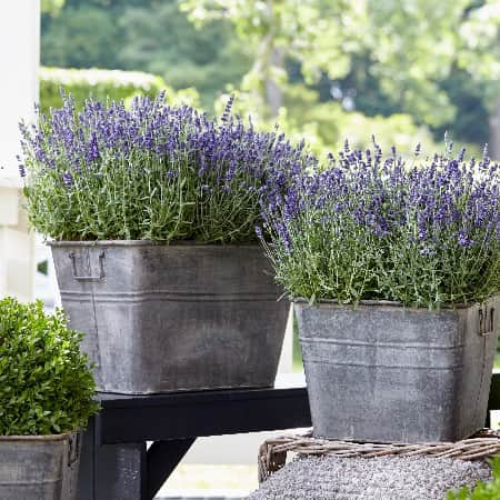 lavendel-ardche-blue---3-plantor-1
