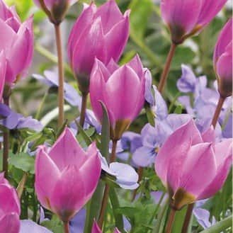 botanisk-tulpan-helene-8st-1