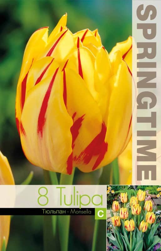dubbel-tidig-tulpan-monsella-8st-1