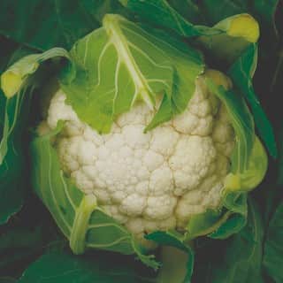 blomkl-fortaleza-f1-1