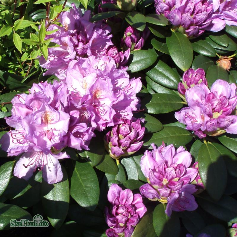Rhododendron ’Catawbiense Grandiflorum’ co