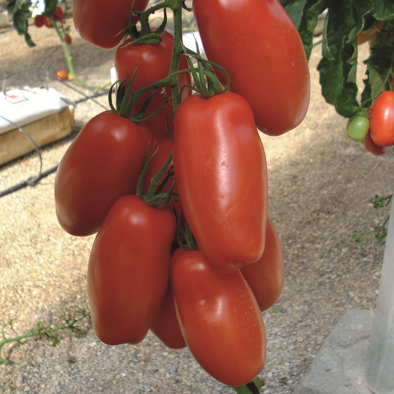 san-marzano-tomat-pozzano-f1-fr-1