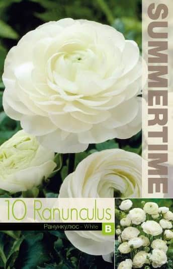 ranunkel-white-10st-2