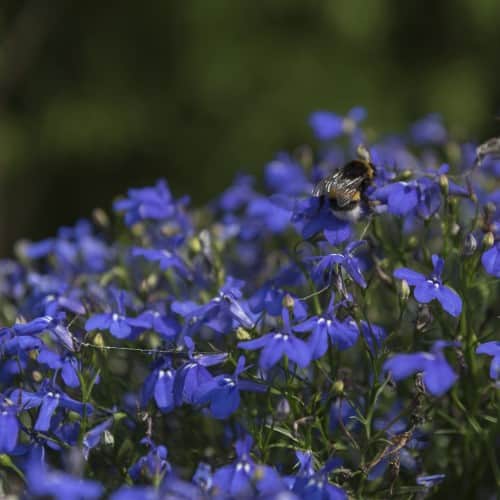 kantlobelia-blue-11cm-kruka-1