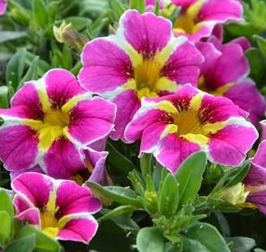 minipetunia-superbells-pink-starburst-105cm-k-1