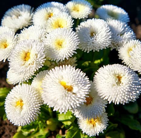 tusenskna-belissima-white-9cm-kruka-1
