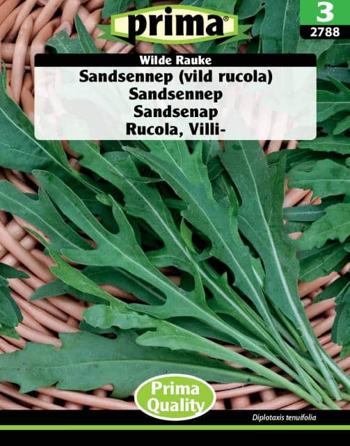 sandsenap-vild-rucola-wilde-rauke-fr-1