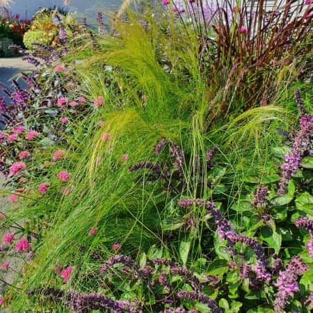 svansfjdergrs-pony-tails-105cm-kruka-1