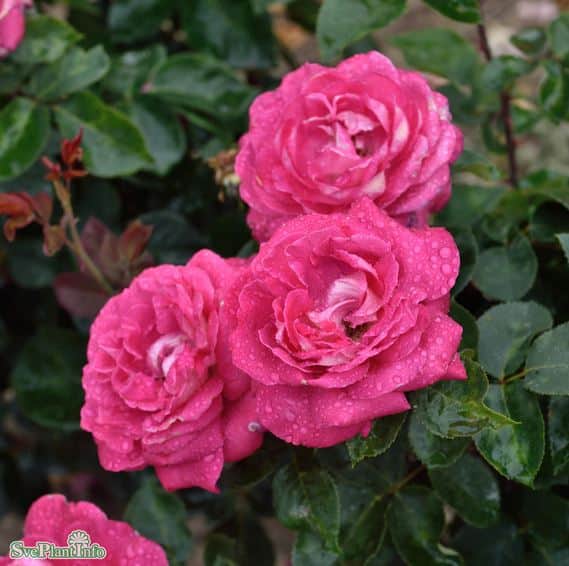 tehybridros-acapella-1-pack-barrot-1