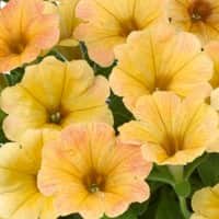 petunia-indian-summer---3-plantor-1
