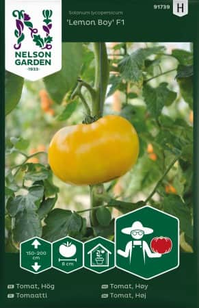 bifftomat-lemon-boy-f1-1