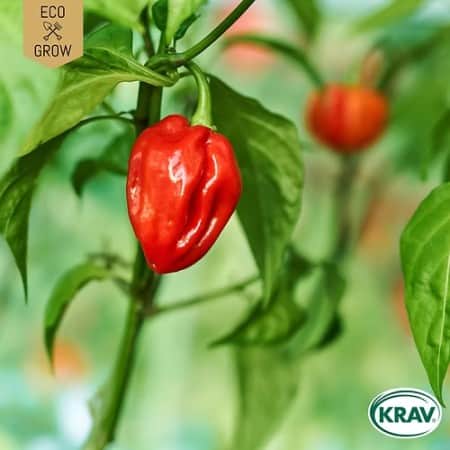 chilipeppar-habanero-tropical-red-krav-mrkt-1