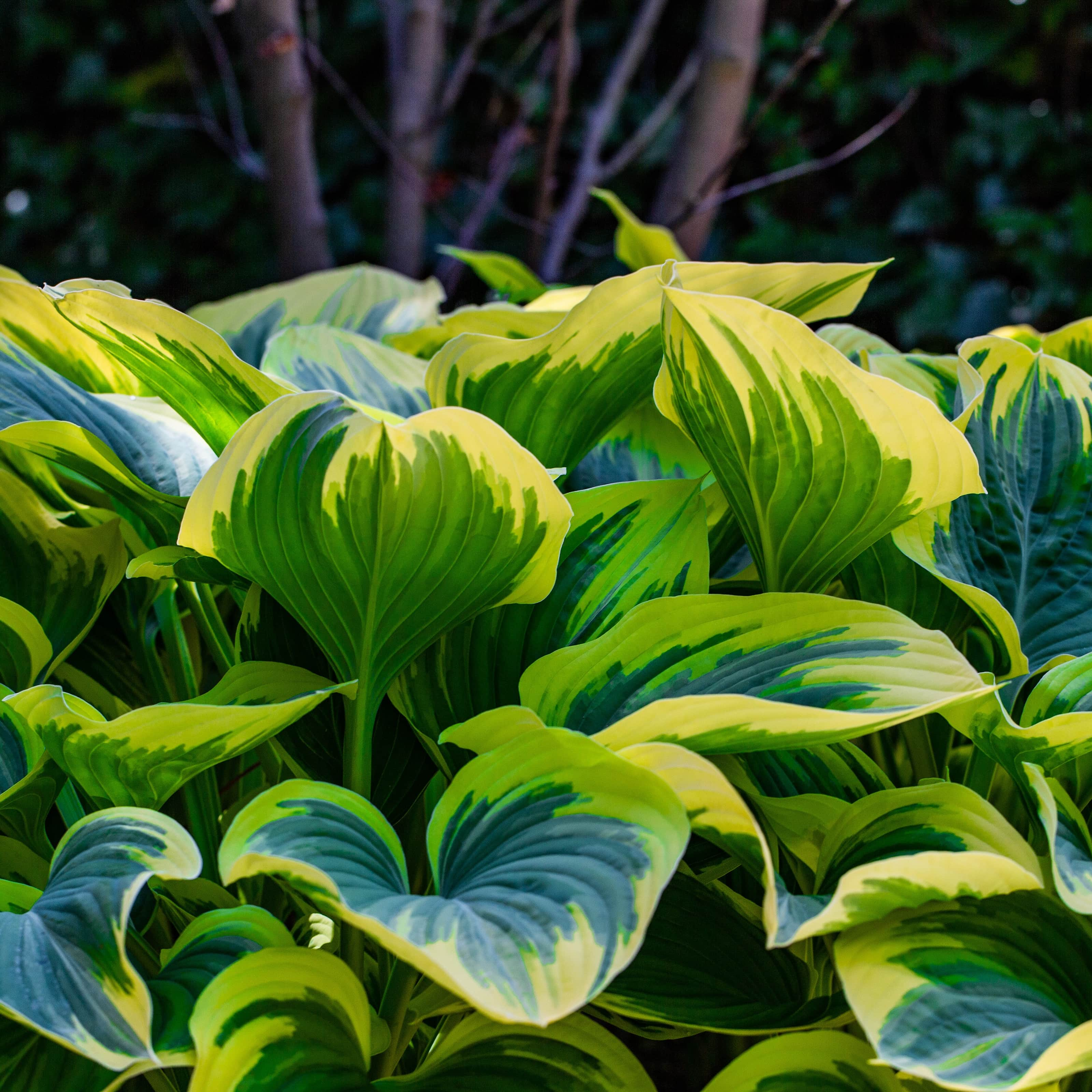 hosta-mama-mia-1st-barrotad-2