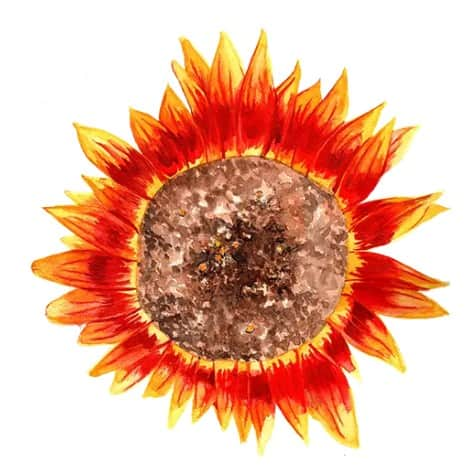 solros-ring-of-fire-svenskodlat-fr-1