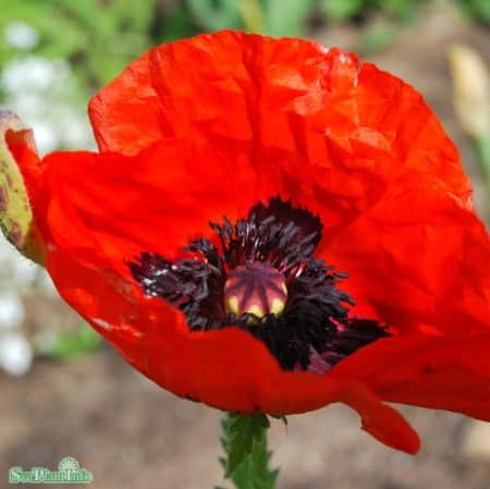 jttevallmo-heartbeat-1st-barrotad-1