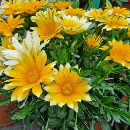 pfgelsblomster-sunny-side-up-105cm-kruka-1