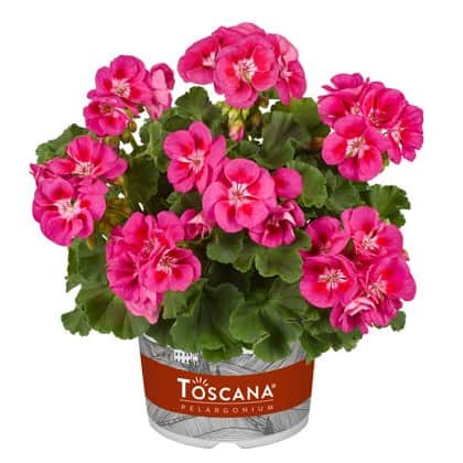 zonalpelargon-smart-nina-3st-sticklingar-1