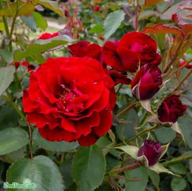 floribundaros-hc-andersen-1-pack-barrot-1