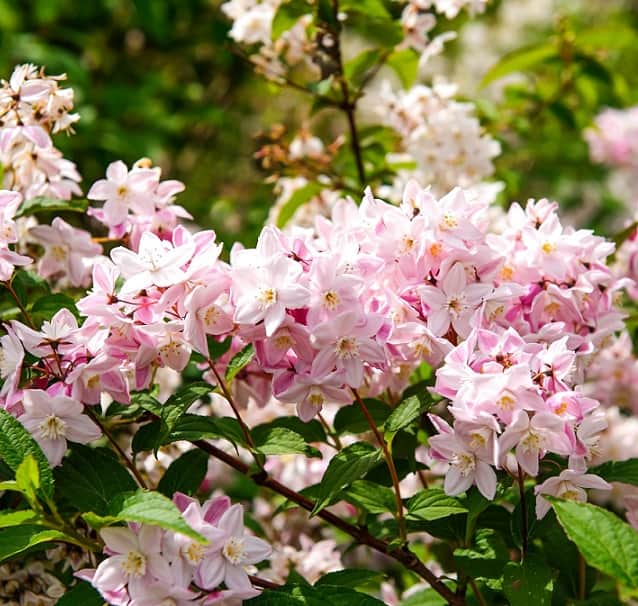 rosendeutzia-yuki-cherry-blossom-3-35-liters-1