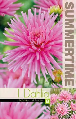 dvrg-kaktus-dahlia-park-princess-1st-1