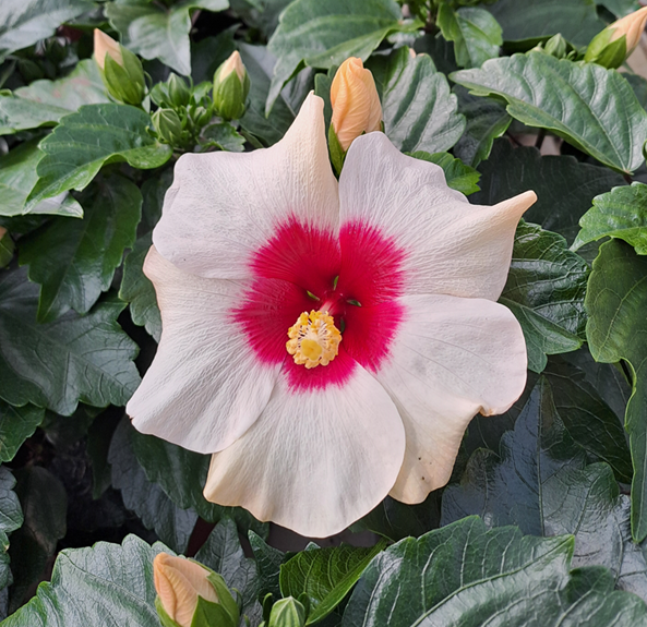 hibiscus-adonicus-pearl-13cm-kruka-1