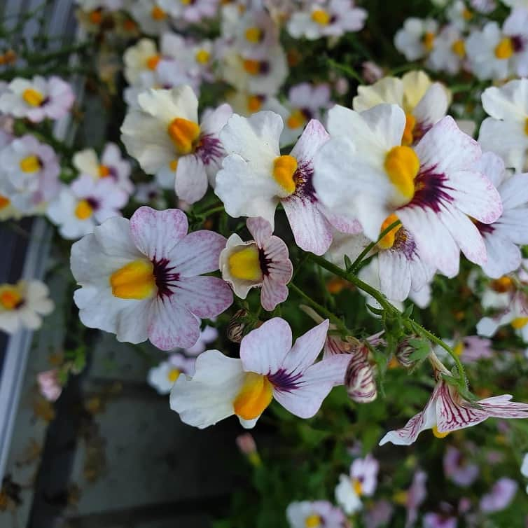 nemesia-lychee-105cm-kruka-1