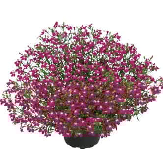 lobelia-lobelix-rose-pink-3-plantor-1