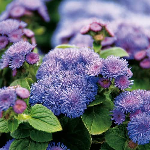 ageratum-cushion-violet-105cm-kruka-2
