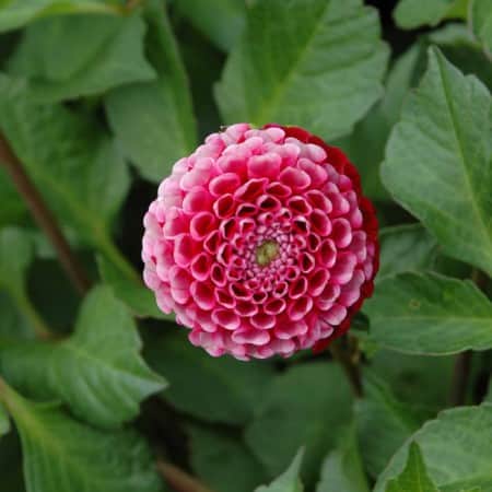 pompon-dahlia-chick-a-dee-1st-1