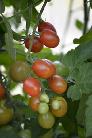 krsbrstomat-krebs-aura-f1-eko-2