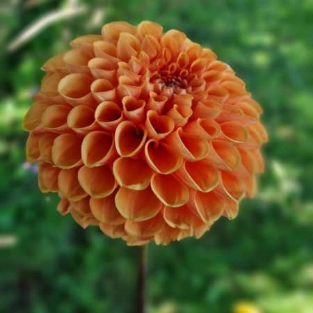 boll-dahlia-sylvia-1st-1