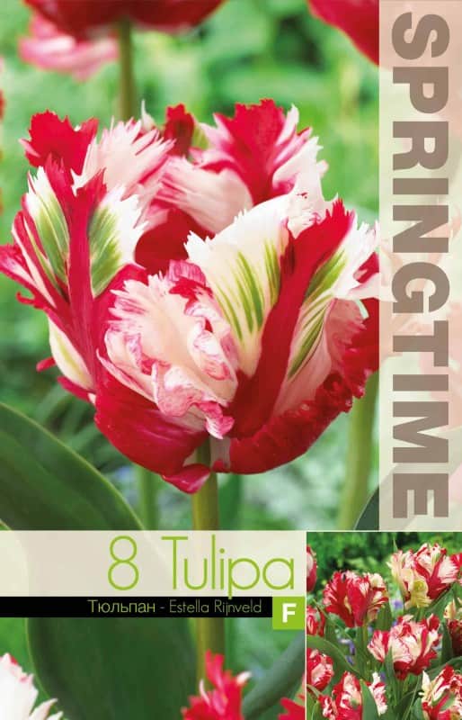 papegojtulpan-estella-rijnveld-8st-4