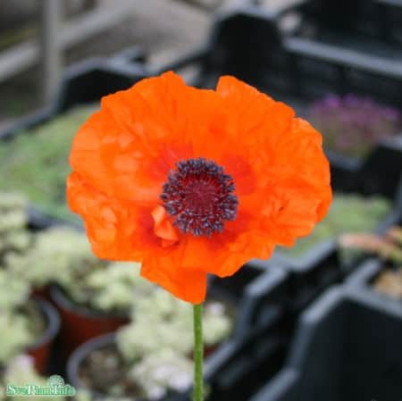 jttevallmo-orange-glow-1st-barrotad-1