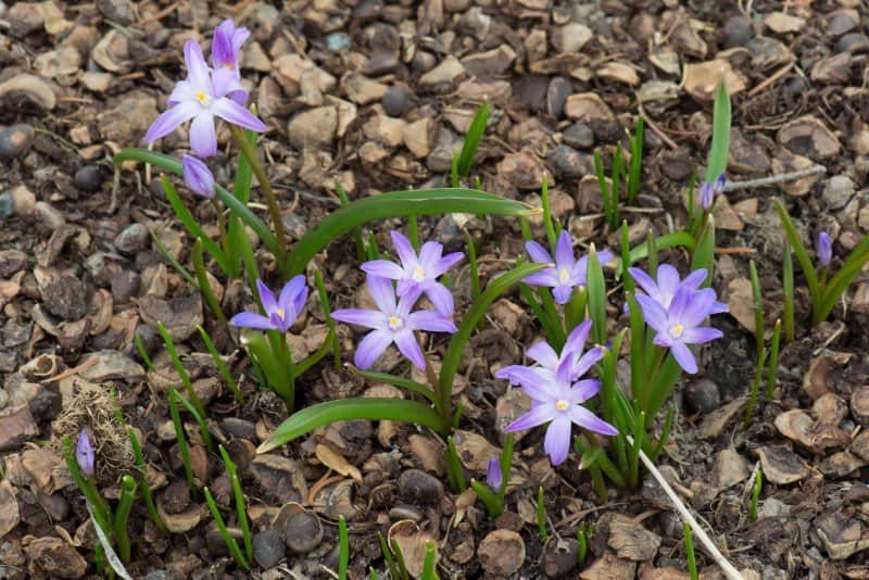 vrstjrna-violet-beauty-25st-2