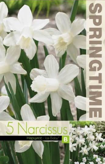 trumpetnarciss-ice-baby-5st-2