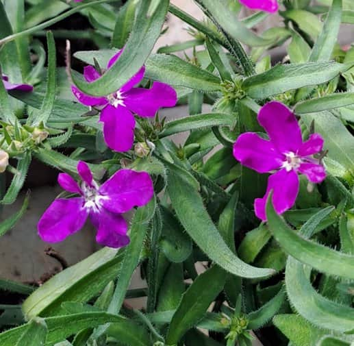 lobelia-curacao-dark-violet-105cm-kruka-1